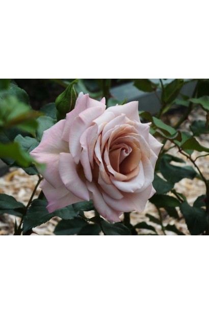 Троянда чайно-гібридна Стефан Руло